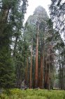 Секвойя дерева в Національний парк Секвойя — стокове фото