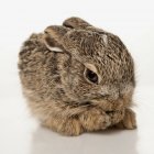 Kaninchenbaby putzt sich heraus — Stockfoto