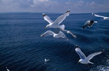 Herring Gulls, Ireland — Stock Photo