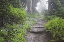 Sentiero della foresta nebbiosa — Foto stock