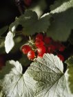 Красная смородина, ягоды и листья — стоковое фото