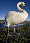 Swan standing on ground — Stock Photo