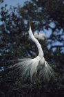Great Egret sentado en el árbol - foto de stock