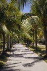 Chemin bordée de palmiers, Varadero, Cuba — Photo de stock