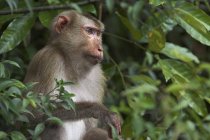Macaco no Parque Nacional Khao Yai — Fotografia de Stock