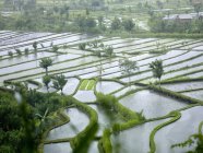 Campos de arroz en Bali - foto de stock