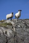 Dos ovejas en rocas - foto de stock