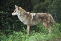 Coyote ai margini della foresta — Foto stock
