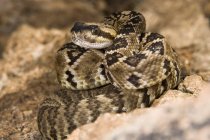 Чернохвостая гремучая змея — стоковое фото