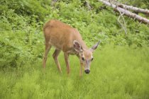 Cervo al pascolo sull'erba — Foto stock
