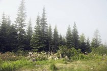 Nebelwald mit grünem Gras — Stockfoto