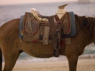 Кінь зі сідлом на відкритому повітрі — стокове фото