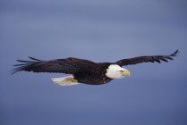 Weißkopfseeadler im Flug — Stockfoto