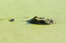 Аллигатор в плавании мохом — стоковое фото