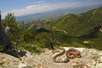 Sonora montaña kingsnake - foto de stock