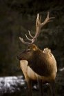 Bull Elk Дивлячись На Сторону — стокове фото