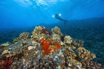 Scenic view of scuba diver swimming under water — Stock Photo