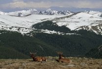 Elk Descansando en Tundra Alpina - foto de stock