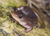 Gros plan de la salamandre boréale — Photo de stock