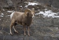 Овцы на камне — стоковое фото