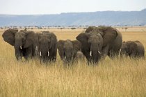 Elefanti africani, Masai Mara National Reserve — Foto stock