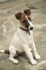 Terrier Renard lisse — Photo de stock
