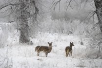 Cervos de cauda branca — Fotografia de Stock