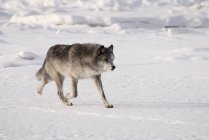 Loup courant dans la neige — Photo de stock