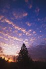 Arbres silhouettés au coucher du soleil — Photo de stock