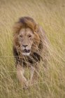 Lion ; Réserve nationale du Masai Mara — Photo de stock