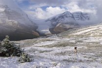 Columbia Icefield, Parco nazionale Jasper — Foto stock