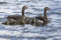 Сім'я гусей на воді — стокове фото