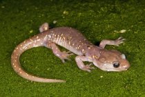 Salamandre arboricole sur sol vert — Photo de stock