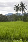 Champs de riz à Bali, Indonésie — Photo de stock