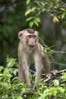 Scimmia nel parco nazionale di Khao Yai — Foto stock