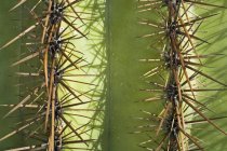 Saguaro Cactus, Carnegiea Gigantea, крупный план — стоковое фото