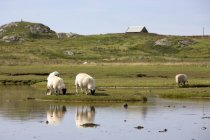 Schafe weiden in Wassernähe — Stockfoto