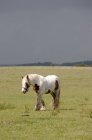 Clydesdale Cavallo al pascolo sul campo — Foto stock