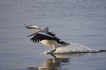 Australian Pelican Landing On Water — Stock Photo