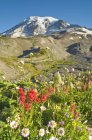 Mount Rainier National Park — Stock Photo