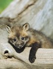 Red Fox Kit On A Log — Stock Photo