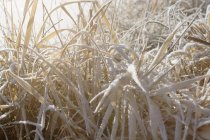 Gros plan de neige sur herbe avec lumière du soleil à l'extérieur — Photo de stock