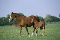 Pferde - Vollblüter, Stuten und Fohlen — Stockfoto