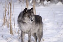 Wolf steht im Schnee — Stockfoto