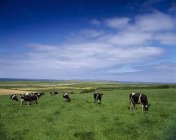 Фрезийские коровы пасутся в Митчелстауне — стоковое фото