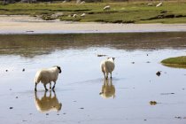 Sheep In Water, Colonsay, Scotland — Stock Photo