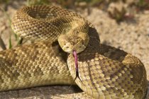 Serpente a sonagli verde Mojave difensivo — Foto stock
