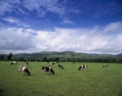 Pâturage bovin fresian — Photo de stock