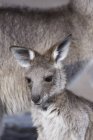 Canguru cinzento oriental — Fotografia de Stock