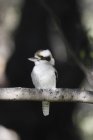 Ridendo Kookaburra su ramoscello — Foto stock